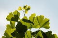 Ginkgo biloba leaves against blue sky