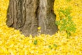 Ginkgo biloba leaves in autumn Royalty Free Stock Photo