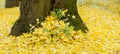 Ginkgo biloba leaves in autumn Royalty Free Stock Photo