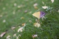 Ginkgo biloba leaves begin to dry up Royalty Free Stock Photo