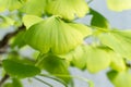 Ginkgo Biloba leaves