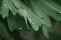 Ginkgo Biloba Leaves