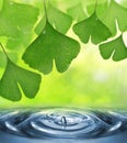 Ginkgo biloba leaves with dew drops Royalty Free Stock Photo