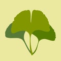 Ginkgo biloba leaves Royalty Free Stock Photo