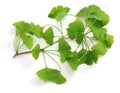 Ginkgo biloba leaves Royalty Free Stock Photo