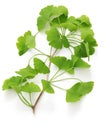 Ginkgo biloba leaves Royalty Free Stock Photo