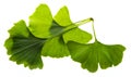 fresh ginkgo biloba leaves isolated on a white background