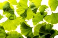 fresh ginkgo biloba leaves isolated on a white background