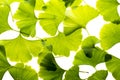 fresh ginkgo biloba leaves isolated on a white background