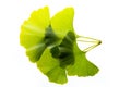 fresh ginkgo biloba leaves isolated on a white background