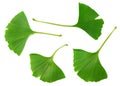 Ginkgo biloba leaves isolated on white background. top view