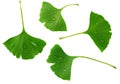 Ginkgo biloba leaves isolated on white background. top view