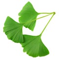 Ginkgo biloba leaves isolated on white background. top view