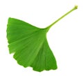 Ginkgo biloba leaves isolated on white background. top view