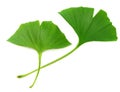 Ginkgo biloba leaves isolated on white background. top view