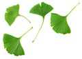 Ginkgo biloba leaves isolated on white background. top view