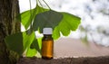 Ginkgo biloba leaves and medicine bottles -  copy space Royalty Free Stock Photo