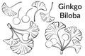 Ginkgo Biloba Leaves Pictograms