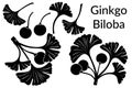 Ginkgo Biloba Leaves Pictograms