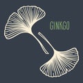 Ginkgo biloba leaves set Royalty Free Stock Photo