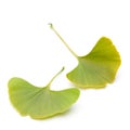 Ginkgo Ginkgo biloba leaves two squared Royalty Free Stock Photo