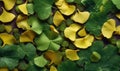 Ginkgo biloba leaves wallpaper. Foliage of asian tree wallpaper. For postcard, book illustration. Created with generative AI tools