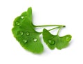 Ginkgo biloba leaves with water drops