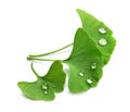 Ginkgo biloba leaves with water drops