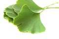 Ginkgo biloba leaves on white background