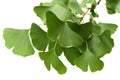 Ginkgo biloba leaves