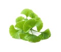 Ginkgo biloba leaves