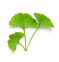 Ginkgo biloba leaves