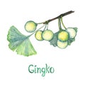 Ginkgo Ginkgo biloba or maidenhair tree leaf and seed, hand painted watercolor illustration isolated