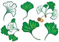 Ginkgo biloba or maidenhair tree