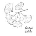 Ginkgo Biloba