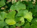 Ginkgo biloba rain drops on a leaf