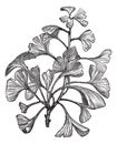 Ginkgo biloba or Salisburia adiantifolia vintage engraving