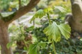 Ginkgo biloba sapling tree close up with sunlight Royalty Free Stock Photo
