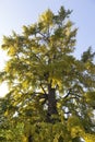 Ginkgo biloba tree Royalty Free Stock Photo