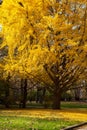 Ginkgo Biloba tree in Autumn Royalty Free Stock Photo