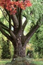 Ginkgo biloba Tree at botanical garden Royalty Free Stock Photo