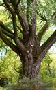 Ginkgo biloba Tree at botanical garden Royalty Free Stock Photo