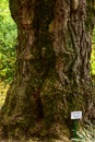 Ginkgo biloba Tree at botanical garden Royalty Free Stock Photo