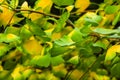 Ginkgo biloba tree branch with leafs against lush green background Royalty Free Stock Photo