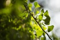 Ginkgo biloba tree branch with leafs Royalty Free Stock Photo