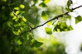 Ginkgo biloba tree branch with leafs Royalty Free Stock Photo