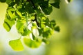 Ginkgo biloba tree branch with leafs Royalty Free Stock Photo