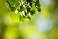 Ginkgo biloba tree branch with leafs Royalty Free Stock Photo