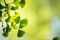 Ginkgo biloba tree branch with leafs Royalty Free Stock Photo