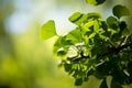 Ginkgo biloba tree branch with leafs Royalty Free Stock Photo